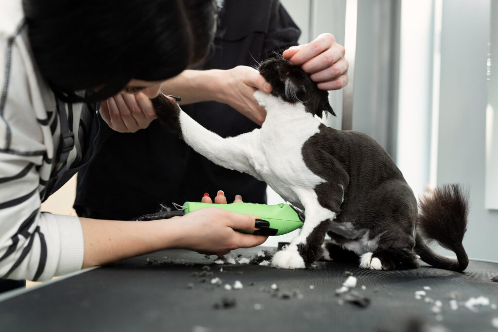 Cat grooming in pet beauty salon. Grooming master cuts and shaves a cat, cares for a cat.