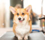 Corgi dog being groomed.