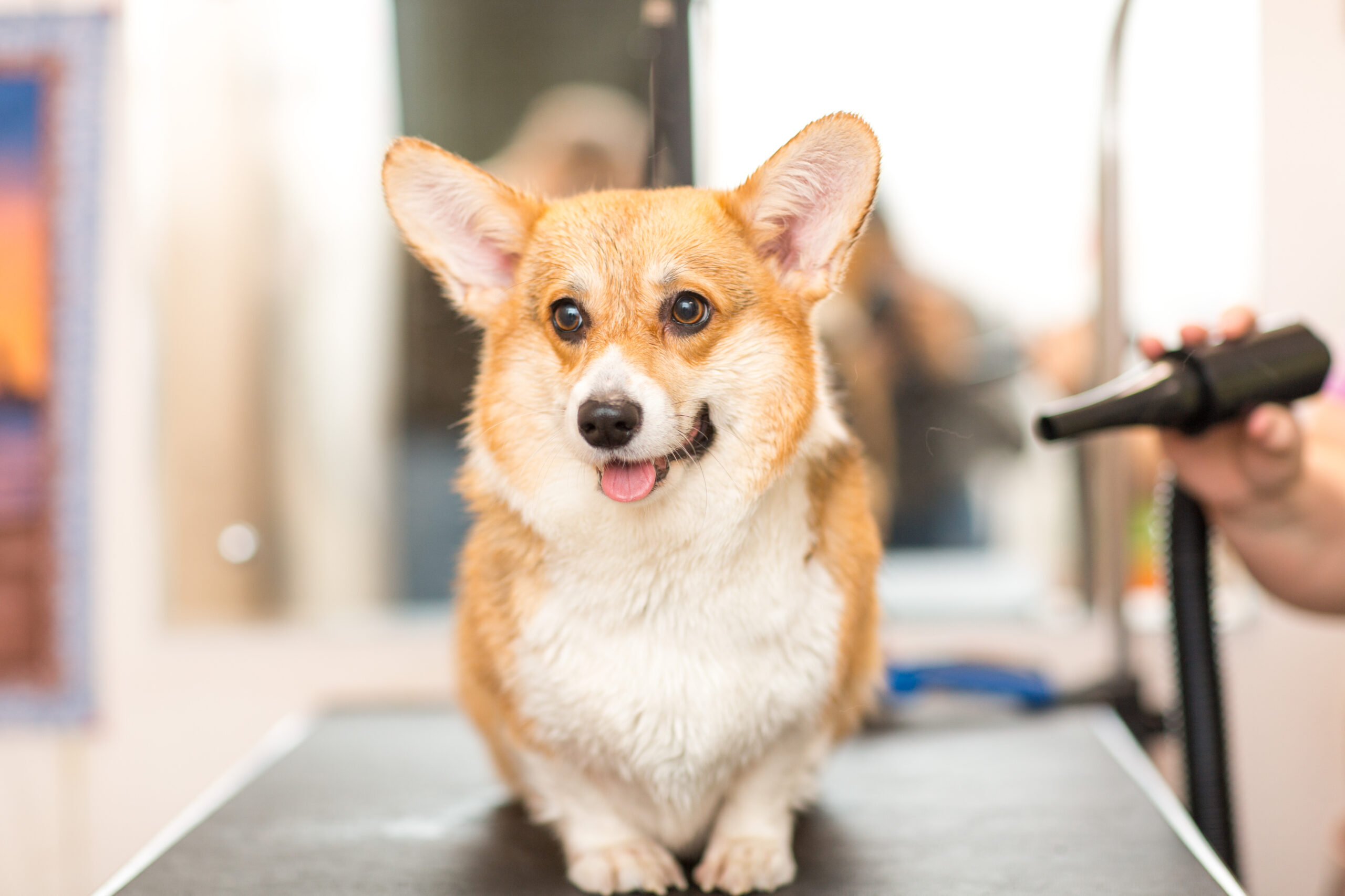 Corgi dog being groomed.