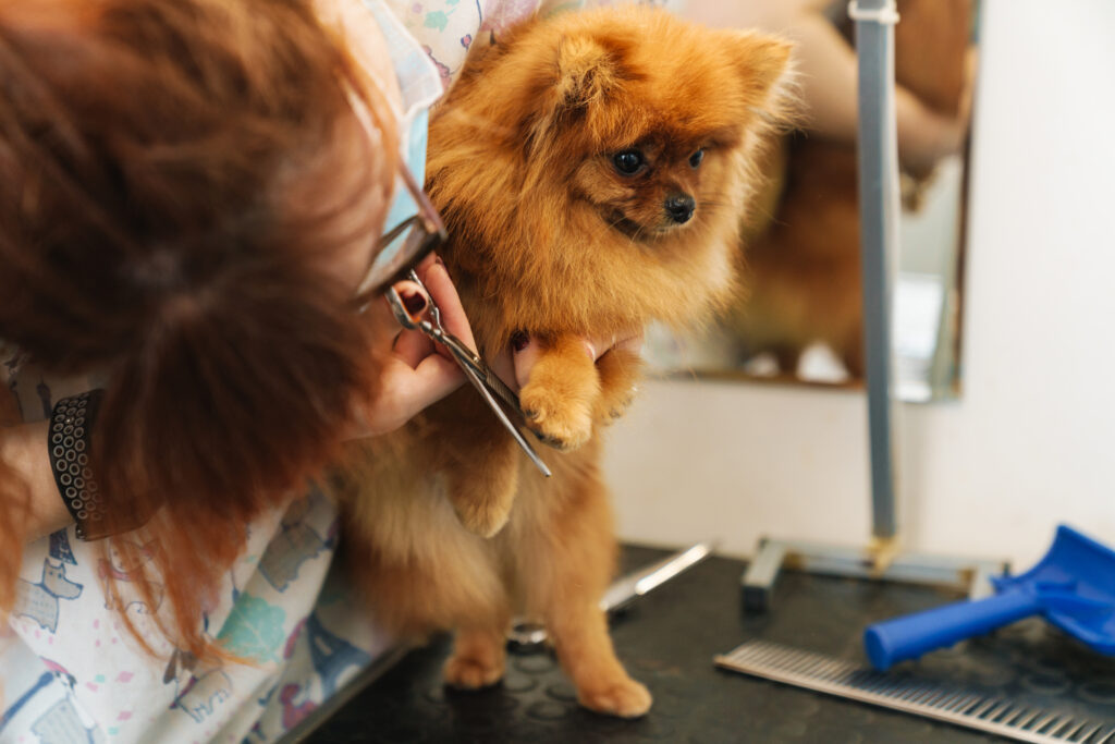 Small dog being groomed at the groomers.