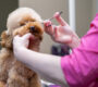 Poodle dog getting a hair trim.