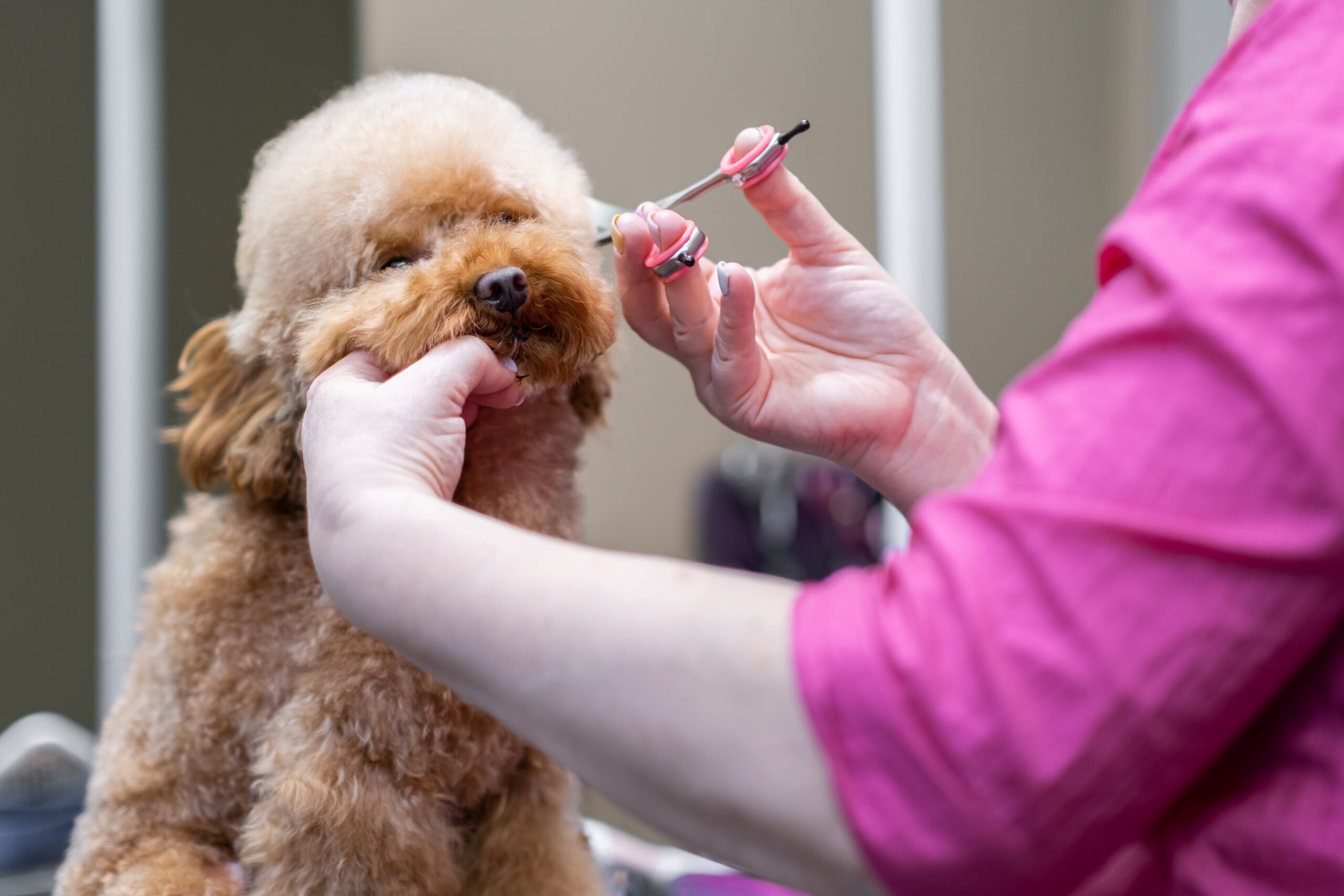 Poodle dog getting a hair trim.