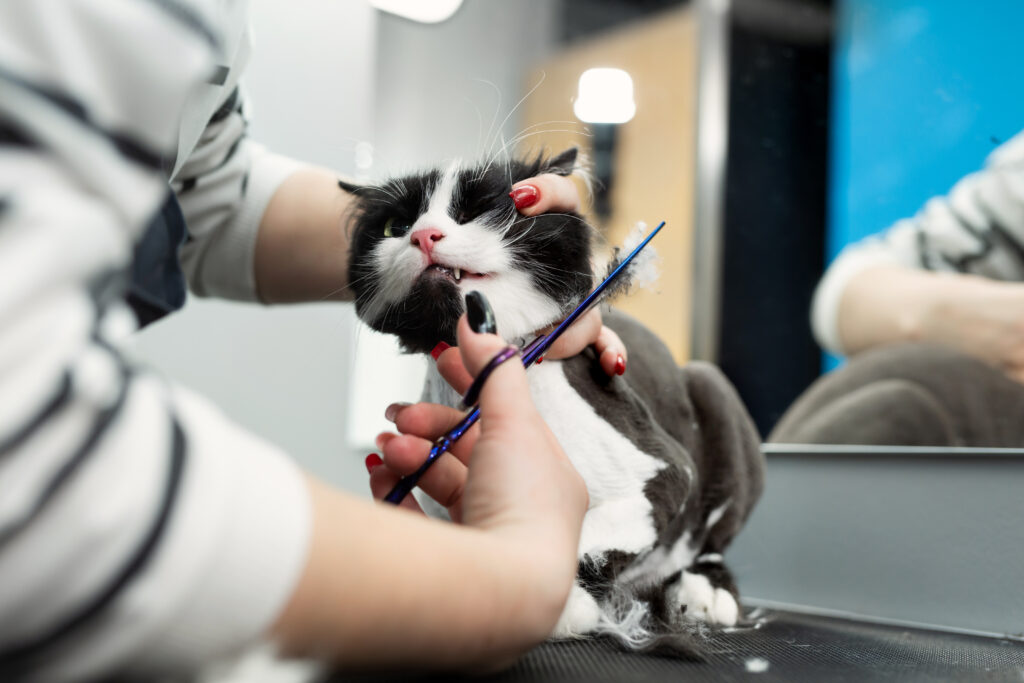 Veterinarian is shearing a cat with scissors in a pet beauty salon.