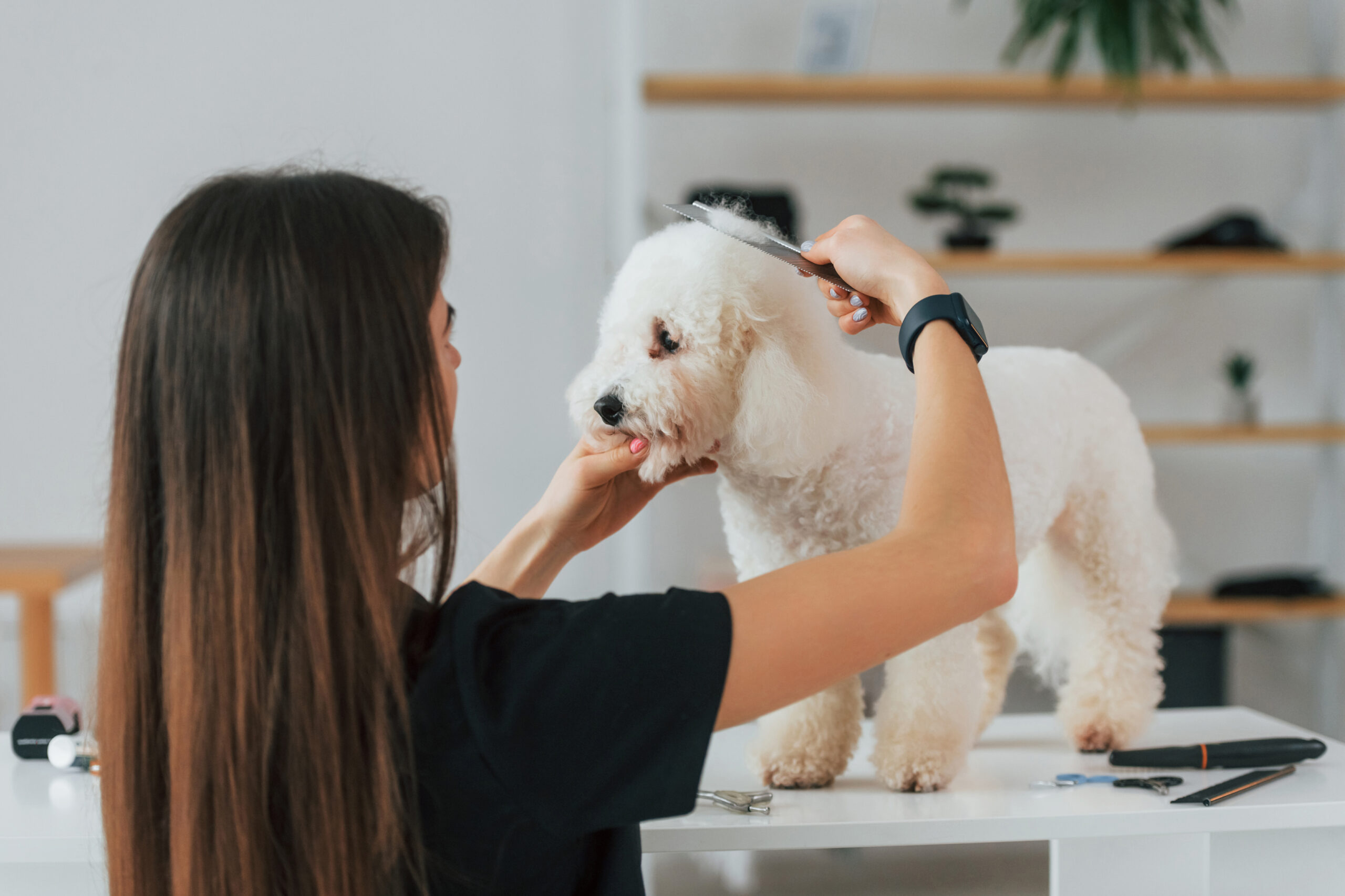 Woman grooming a poodle.